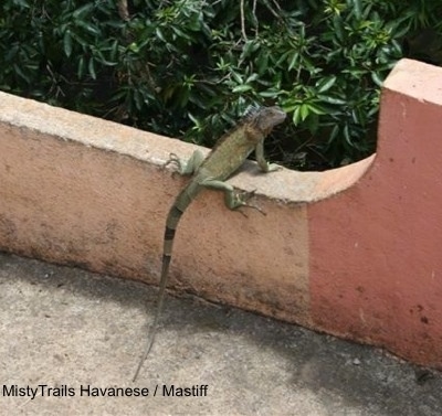 A green Iguana is standing on a concrete railing looking to the right.