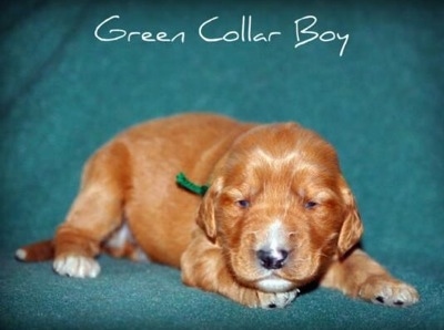A small red with white Irish Doodle puppy is laying down on a green backdrop. The words - Green Collar Boy - are overlayed