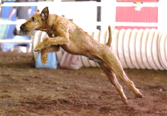 Action shot - An Irish Terrier is jumping in dirt on an obstacle course