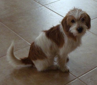 A tan and white Jack-A-Bee puppy is sitting on a tan tiled floor