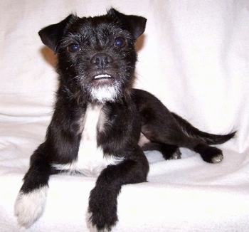 Black Pug Mix