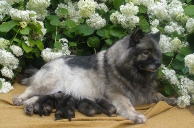 A Keeshond is laying outside on a blanket in front of a flower bush with four puppies laying under her.