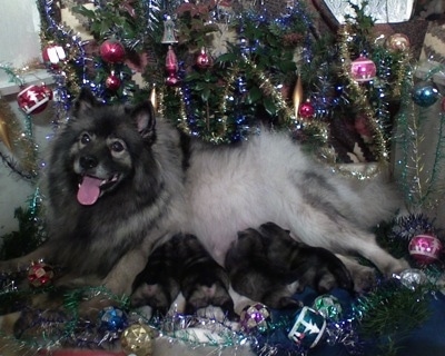 A Keeshond dog and her litter of puppies are laying under Christmas tree full of ornaments.