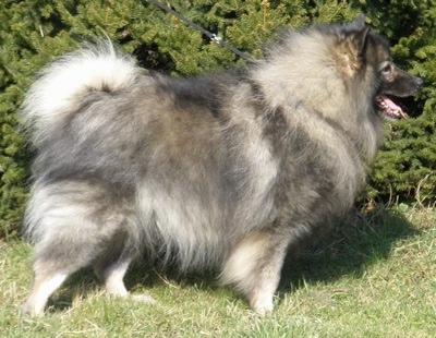 Close Up side view - A Keeshond is standing in grass. Its mouth is open and tongue is out
