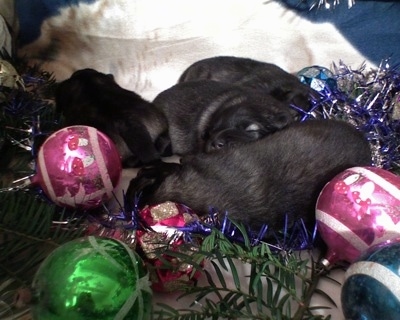 A litter of Keeshond puppies are laying next to Christmas ornaments