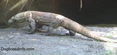 Komodo dragon standing on a rock structure