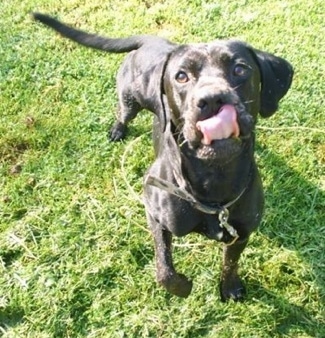 Boxer Cross Labrador