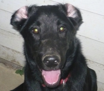 Close Up head shot - A black Labrador Retriever is sitting on a sidewalk and there is a house behind it. Its mouth is open and tongue is out. Its ears are flipped inside out.