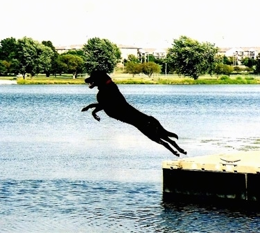 Action shot of dog in mid-air - A Labrottie is jumping off of a dock into a body of water