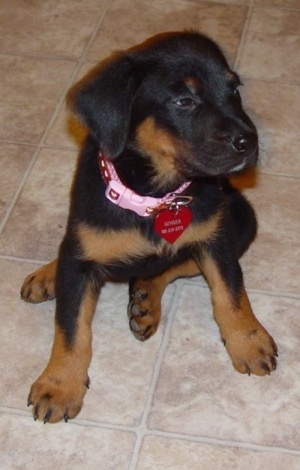 Rottweiler Cross Puppies