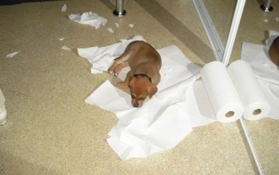 A tan Labrador/Shepherd/Husky mix puppy is laying on top of chewed up and ruffled paper towels. There is a large mirror to the right of it.