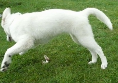 Action shot - A white Maremma Sheepdog puppy is jumping around a stick in front of it.