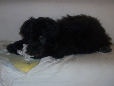 Newfypoo Puppy is lying on a couch and chewing on its dog toy with the couch also chewed below the toy