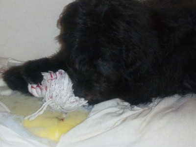 Close Up - Newfypoo Puppy is laying on a couch and is chewing on a rope toy with the other side of the couch all chewed up