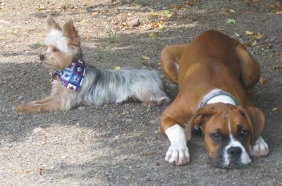 A brown with white and black Boxer and a Yorkie, wearing a blue bandana, are laying next to each other on the ground outside.