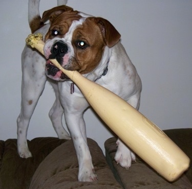 A large, tall, white and brown bully looking dog standing on the back of a couch with a plastic yellow baseball bat in its mouth.