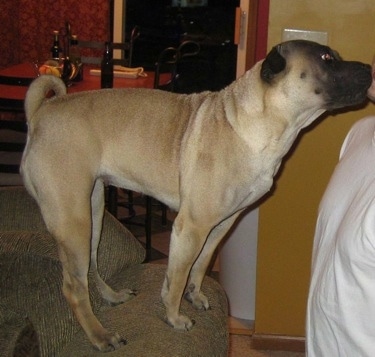 Right Profile - A tan with black Ori Pei is standing on the arm of a chair and it is licking the face of a person standing in front of it. The dog's tail is curled up and over its back. There is a dining room table across the room.