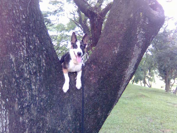 Front view - A panting, black with white and tan Panda Shepherd dog is laying up high in a tree in the V where the branches split with its front paws hanging over the edge.