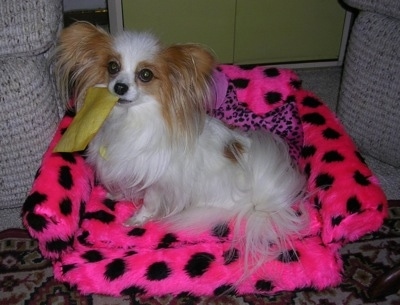 Side view - A white with red Papillon dog is sitting in a hot pink with black chair looking to the left. It has a yellow piece of cloth in its mouth.