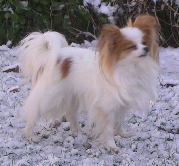 Right Profile - A white with red Papillon is standing in snow looking up and to the right. Its eyes are closed.
