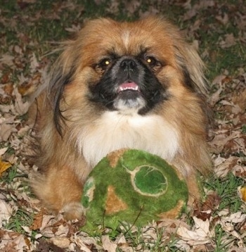 Front view - A longhaired, tan with white and black Pekingese dog is laying in grass and brown fallen leaves with a green plush toy in between its front paws. Its mouth is open and it is looking forward.