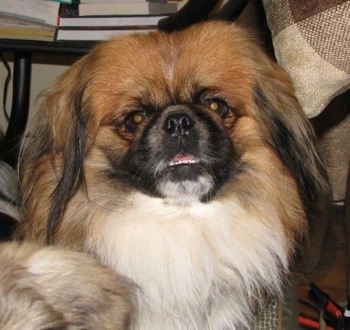 Front view - A longhaired, tan with white and black Pekingese dog is sitting in front of a couch looking forward. Its mouth is open and its bottom white teeth are showing.
