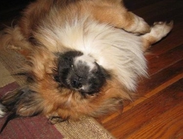 A longhaired, tan with white and black Pekingese is sleeping on its back belly up on a rug. Its eyes are closed.
