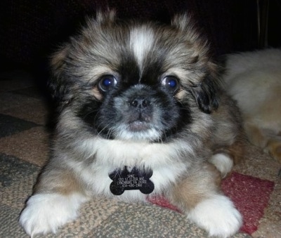 Close up front view - A tan with black and white Pekingese puppy is laying on a tan, green and maroon rug and looking forward. It has a big black bone shaped ID dog tag hanging from its collar