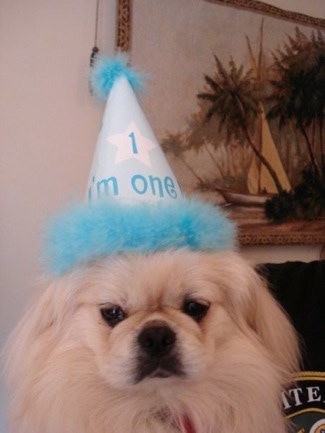 Head shot - A longhaired, white Pekingese dog is sitting in a room wearing a teal blue and white birthday hat and on the hat the words - 1 I'm one - are on it.