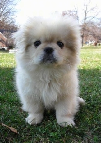A fluffy, white Pekingese puppy is sitting in grass looking forward. It has round black eyes.