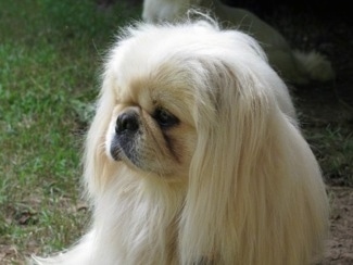 Side view - A longhaired, white Pekingese is laying in dirt next to grass looking to the left.