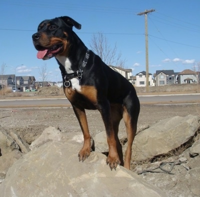 Mixed Terrier Breeds on Kira The Rottweiler   Pit Bull Mix  Pitweiler  At 2 Years Old