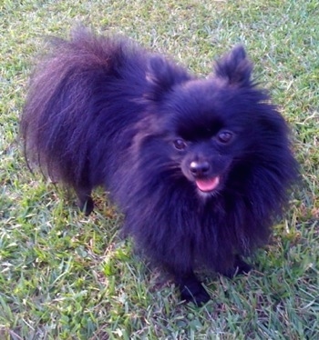 View from the top looking down at the dog, a small breed black Pomeranian is standing in grass. Its mouth is open and tongue is slightly out. It is looking to the left.
