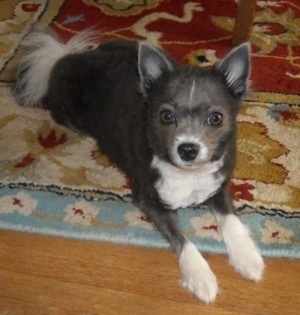 A shaved grey with white Pomeranian dog is laying across a rug with its front paws on a hardwood floor looking up.