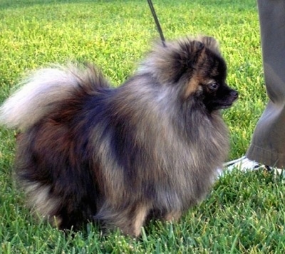 Right Profile - A small fluffy brindle wolf sable Pomeranian is standing in grass and it is looking to the right. There is a person standing in front of it.