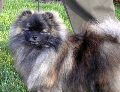 Close up side view - A brindle wolf sable Pomeranian is standing across grass and it is looking forward. There is a person standing behind it holding its leash.