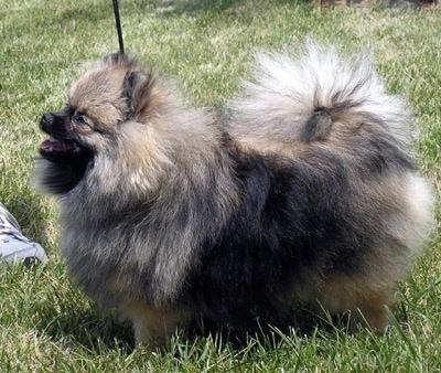 Left Profile - A wolf sable Pomeranian is standing in grass and it is looking up to the left and its mouth is open. The dog is fuzzy and its tail is curled up over its back.