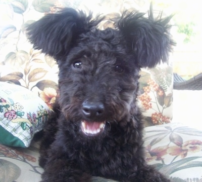 Pumi Puppy