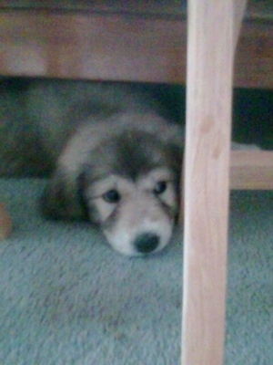 Front view - A small black with tan and white Pyrador puppy is laying down under a wooden bed frame with its head peeking out.