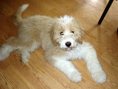 Side view - A wavy-coated, tan with white Pyredoodle puppy laying on a hardwood floor looking up.
