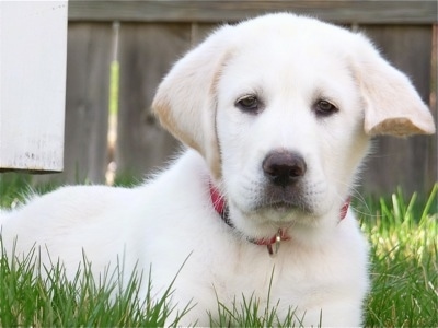 Front side view - A white with tan Pyrador puppy is wearing a red collar laying in grass looking forward. There is a wooden privacy fence behind it.