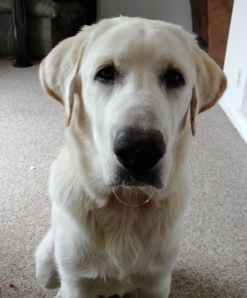 Front view - A white with tan Pyrador is sitting on a tan carpet looking forward. There is a line of drool hanging down in the shape of a U connecting both sides of its lips.