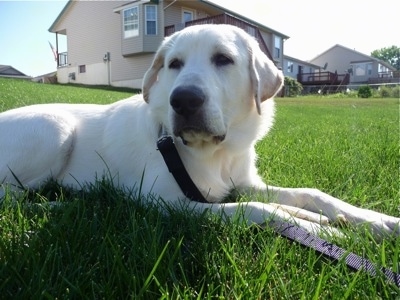 Close up front side view - A white with tan Pyrador dog is laying in grass looking to the left. There is a house behind it.