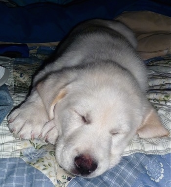 Close up front view - A white with tan Pyrador puppy is sleeping on its right side on top of a human's bed that is covered in a light blue and white quilt.