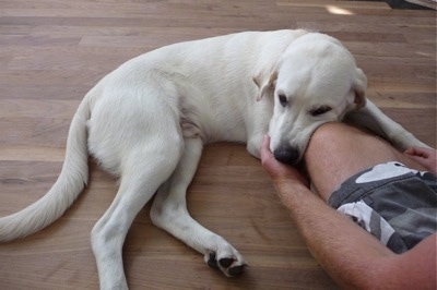 View from above looking down at the dog - A white with tan Pyrador dog is laying on a hardwood floor next to a person in amo swim shorts who is on his knees. The man is rubbing under the dog's chin.