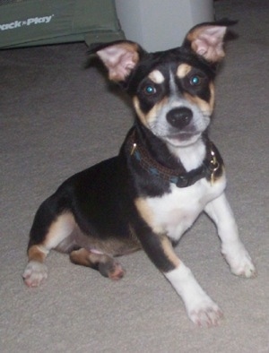 A black with tan and white Rat Terrier is sitting across a carpet and it is looking forward. It has short legs, a wide chest and ears that stand up but fold over at the tips.