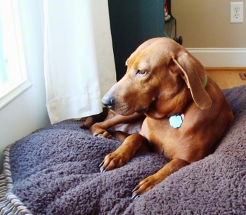 A Redbone Coonhound dog is laying on a purple dog bed and it is looking out of a window to the left of it.