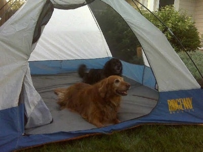 A Golden Retriever and A flat coatered Retriever are laying in a tent that is set up outside near a persons house.