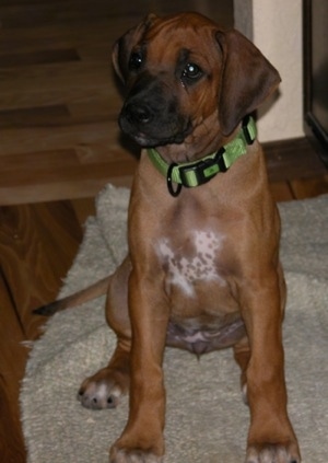 Front view - A brown with white Rhodesian Ridgeback is wearing a bright green collar sitting on a rug looking to the left.