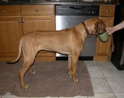 Right profile - A red Rhodesian Ridgeback is standing on a towel in a kitchen and it is drinking out of a green cup that a person is holding.